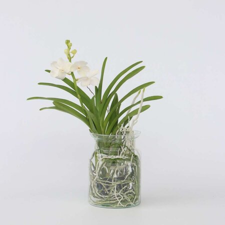 Witte Orchidee met vaas - Vanda 'White' - Hoogte 40-50cm - ⌀14cm