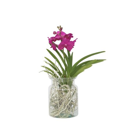 Creme-wit Orchidee - Vanda 'Cerise' - Hoogte 40-50cm - ⌀14cm