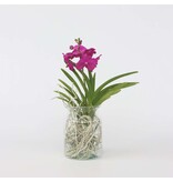 Creme-wit Orchidee - Vanda 'Cerise' - Hoogte 40-50cm - ⌀14cm