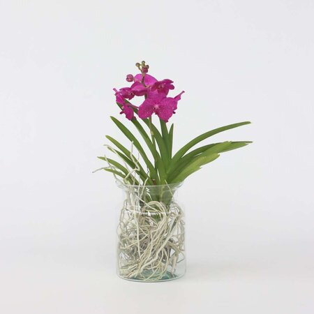 Creme-wit Orchidee - Vanda 'Cerise' - Hoogte 40-50cm - ⌀14cm