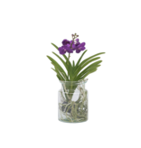 Blauwe orchidee - Vanda 'Blue' - Hoogte 40-50cm - ⌀14cm