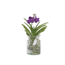 Blauwe orchidee - Vanda 'Blue' - Hoogte 40-50cm - ⌀14cm