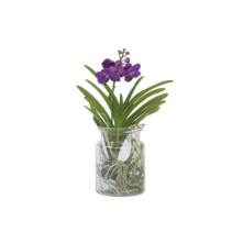 Blauwe orchidee - Vanda 'Blue' - Hoogte 40-50cm - ⌀14cm