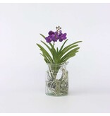 Blauwe orchidee - Vanda 'Blue' - Hoogte 40-50cm - ⌀14cm