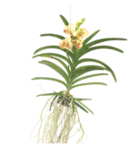 Gele Orchidee - Vanda 'Sunanda Yellow Henna' - Hoogte 65-75cm