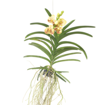 Gele Orchidee - Vanda 'Sunanda Yellow Henna' - Hoogte 65-75cm