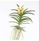 Gele Orchidee - Vanda 'Sunanda Yellow Henna' - Hoogte 65-75cm