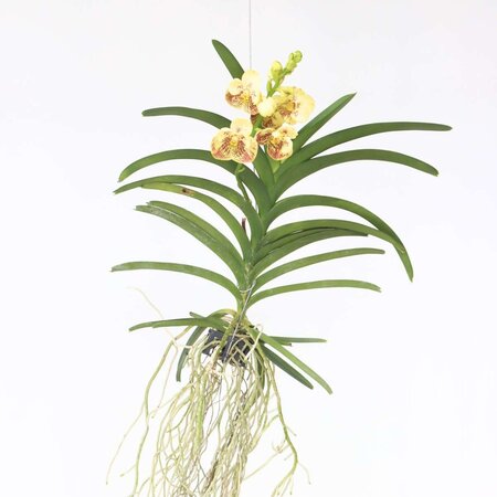 Gele Orchidee - Vanda 'Sunanda Yellow Henna' - Hoogte 65-75cm