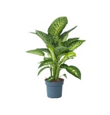 Dief van Bagdad - Dieffenbachia 'Tropic' - Hoogte 70-80cm - ⌀24cm