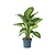 Dief van Bagdad - Dieffenbachia 'Tropic' - Hoogte 70-80cm - ⌀24cm