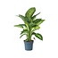 Dief van Bagdad - Dieffenbachia 'Tropic' - Hoogte 70-80cm - ⌀24cm