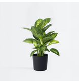 Dief van Bagdad - Dieffenbachia 'Tropic' - Hoogte 70-80cm - ⌀24cm