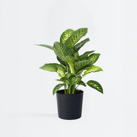 Dief van Bagdad - Dieffenbachia 'Tropic' - Hoogte 70-80cm - ⌀24cm