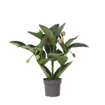 Trosbloem - Medinilla magnifica - Hoogte 55-60cm - ⌀17cm