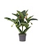Trosbloem - Medinilla magnifica - Hoogte 55-60cm - ⌀17cm