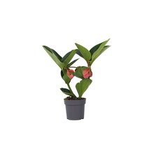 Trosbloem - Medinilla magnifica - Hoogte 40-50cm - ⌀14cm