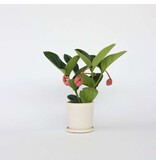 Trosbloem - Medinilla magnifica - Hoogte 40-50cm - ⌀14cm