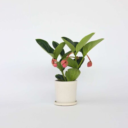 Trosbloem - Medinilla magnifica - Hoogte 40-50cm - ⌀14cm