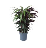 Pauwenplant - Calathea 'Wavestar' - Hoogte 90cm - ⌀27cm