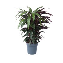 Pauwenplant - Calathea 'Wavestar' - Hoogte 90cm - ⌀27cm
