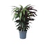 Pauwenplant - Calathea 'Wavestar' - Hoogte 90cm - ⌀27cm