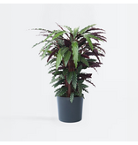 Pauwenplant - Calathea 'Wavestar' - Hoogte 90cm - ⌀27cm