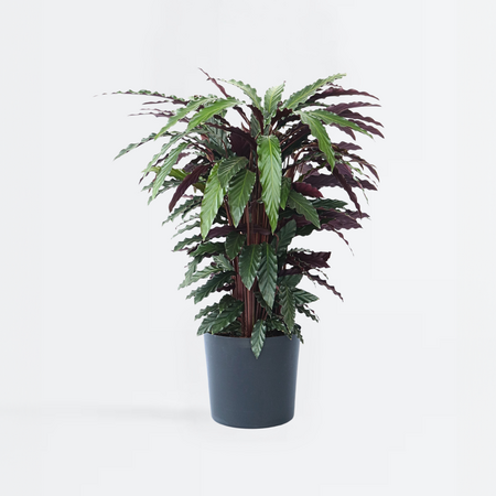 Pauwenplant - Calathea 'Wavestar' - Hoogte 90cm - ⌀27cm