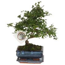 Japanse lep - Zelkova serrata - Hoogte 20-25cm - ⌀15cm