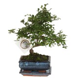Japanse lep - Zelkova serrata - Hoogte 20-25cm - ⌀15cm