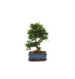Bonsai - Carmona microphylla - Hoogte 25-30cm - ⌀20cm