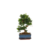 Bonsai - Carmona microphylla - Hoogte 25-30cm - ⌀20cm