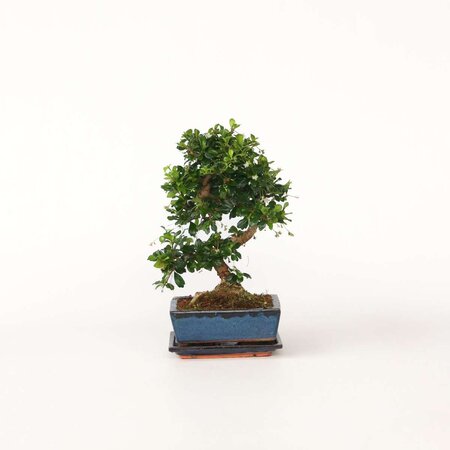 Bonsai - Carmona microphylla - Hoogte 25-30cm - ⌀20cm