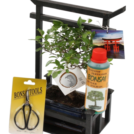 Miniatuurboom - Bonsai - Hoogte 25-35cm - ⌀15cm