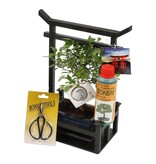 Miniatuurboom - Bonsai - Hoogte 25-35cm - ⌀15cm