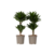 Drakenbloedboom - Set van 2 - Dracaena surculosa - Hoogte 50-65cm - ⌀17cm