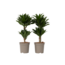 Drakenbloedboom - Set van 2 - Dracaena surculosa - Hoogte 50-65cm - ⌀17cm