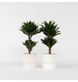 Drakenbloedboom - Set van 2 - Dracaena surculosa - Hoogte 50-65cm - ⌀17cm