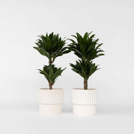 Drakenbloedboom - Set van 2 - Dracaena surculosa - Hoogte 50-65cm - ⌀17cm
