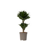 Drakenbloedboom - Dracaena surculosa - Hoogte 50-65cm - ⌀17cm