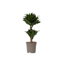 Drakenbloedboom - Dracaena surculosa - Hoogte 50-65cm - ⌀17cm