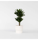 Drakenbloedboom - Dracaena surculosa - Hoogte 50-65cm - ⌀17cm
