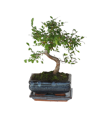 Japanse lep - Zelkova serrata - Hoogte 20-30cm - ⌀20cm