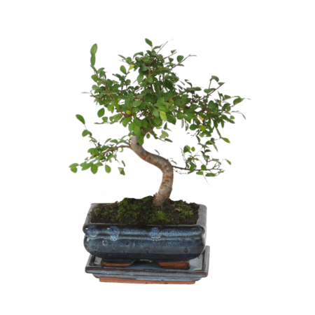 Japanse lep - Zelkova serrata - Hoogte 20-30cm - ⌀20cm