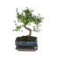 Japanse lep - Zelkova serrata - Hoogte 20-30cm - ⌀20cm