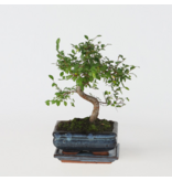 Japanse lep - Zelkova serrata - Hoogte 20-30cm - ⌀20cm