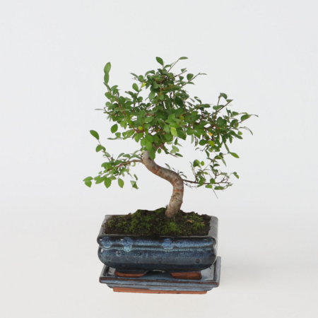 Japanse lep - Zelkova serrata - Hoogte 20-30cm - ⌀20cm