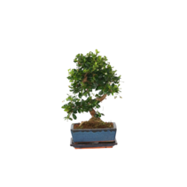 Bonsai - Carmona microphylla - Hoogte 20-30cm - ⌀15cm