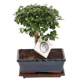 Bonsai - Carmona microphylla - Hoogte 30-35cm - ⌀20cm