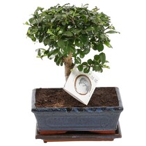 Bonsai - Carmona microphylla - Hoogte 30-35cm - ⌀20cm