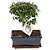 Bonsai - Carmona microphylla - Hoogte 30-35cm - ⌀20cm